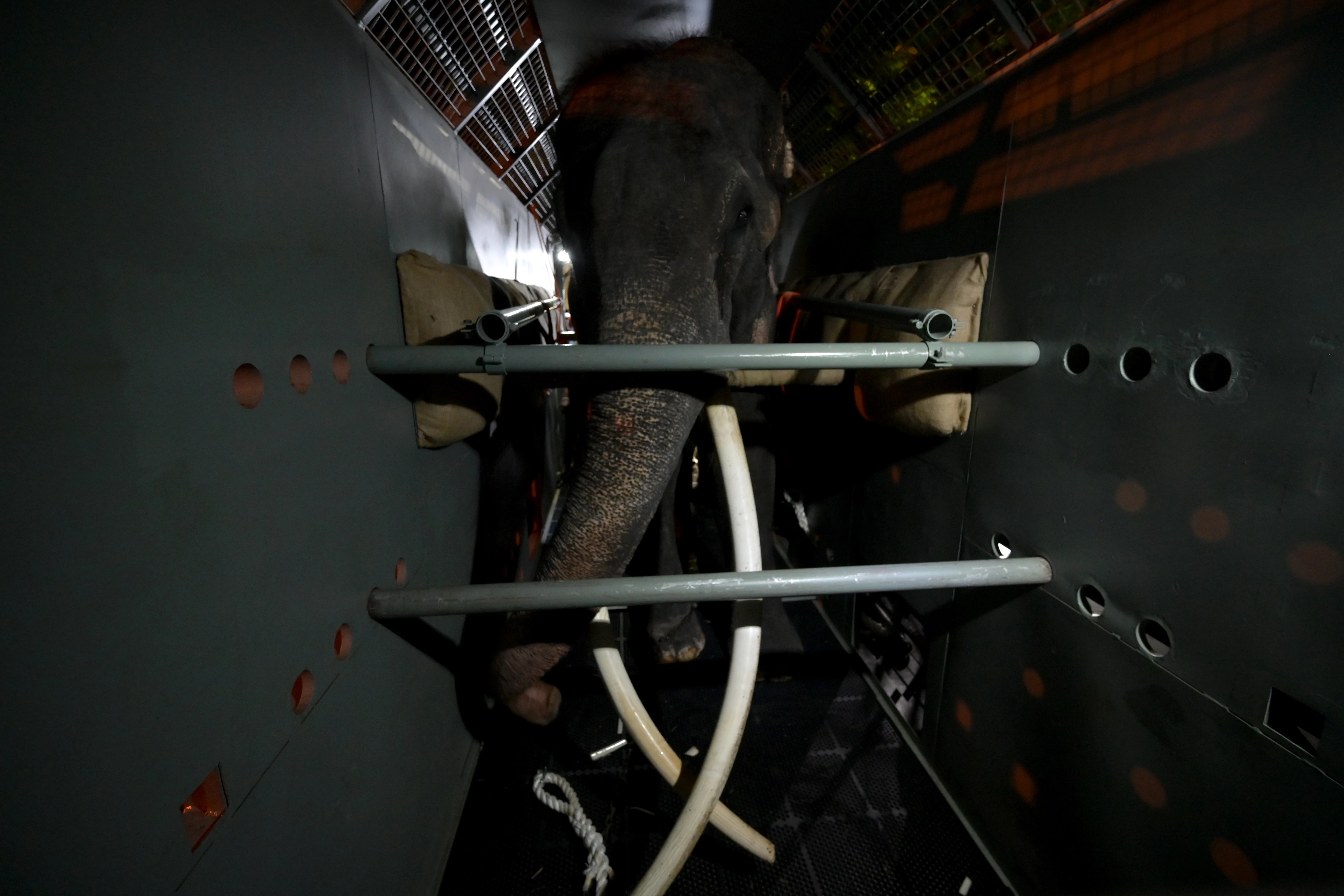 Neglected elephant touches down in Thai homeland after flight