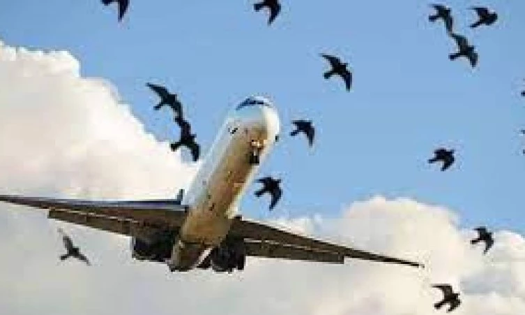 CAA counsels caution as birds throng Lahore Airport