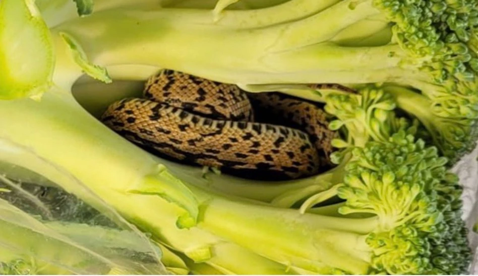 Shopper finds snake inside bag of broccoli