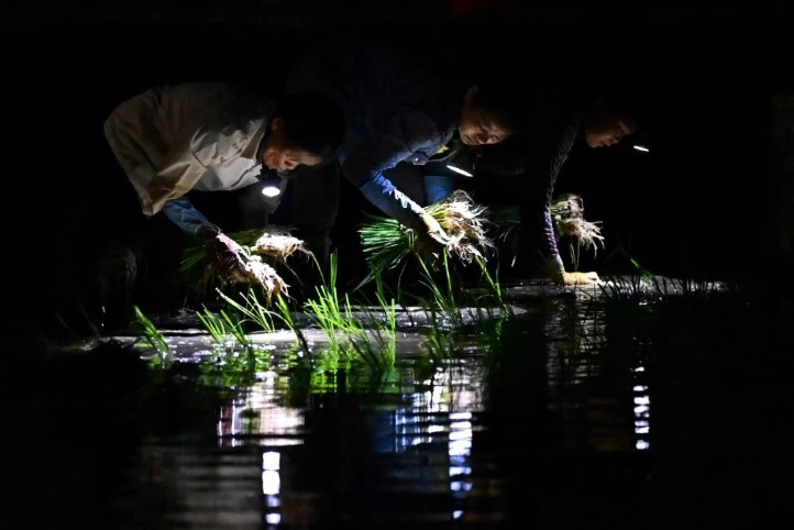 Vietnam farmers planting in the dark as heatwave looms