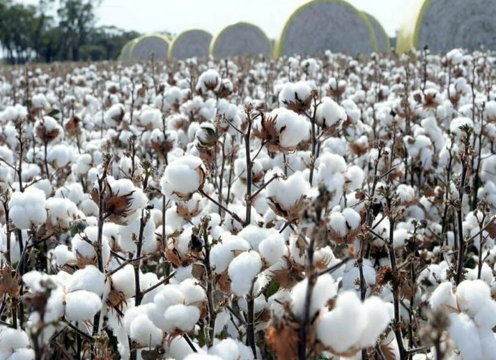 Major crisis hits cotton industry across country