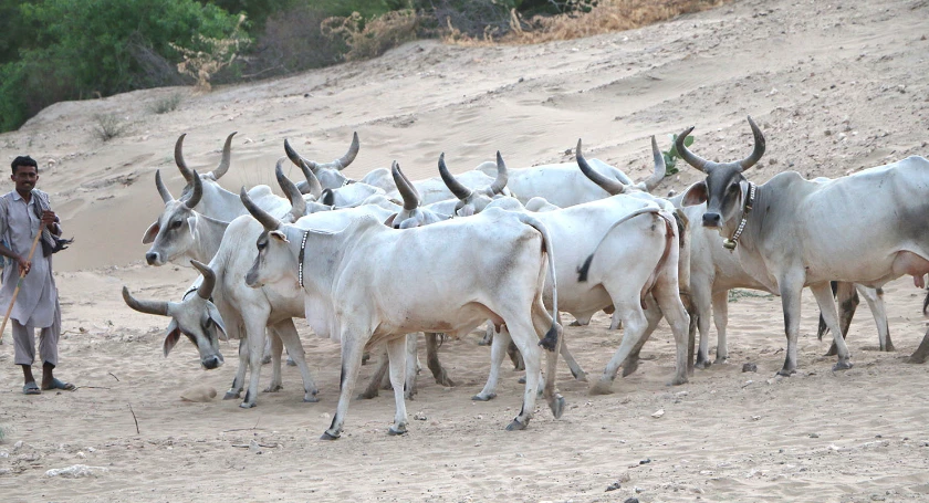 Over 100 cattle heads killed in Tharparkar lightning strikes