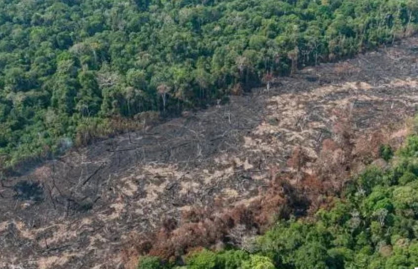 Amazon neighbors race to save world's biggest rainforest