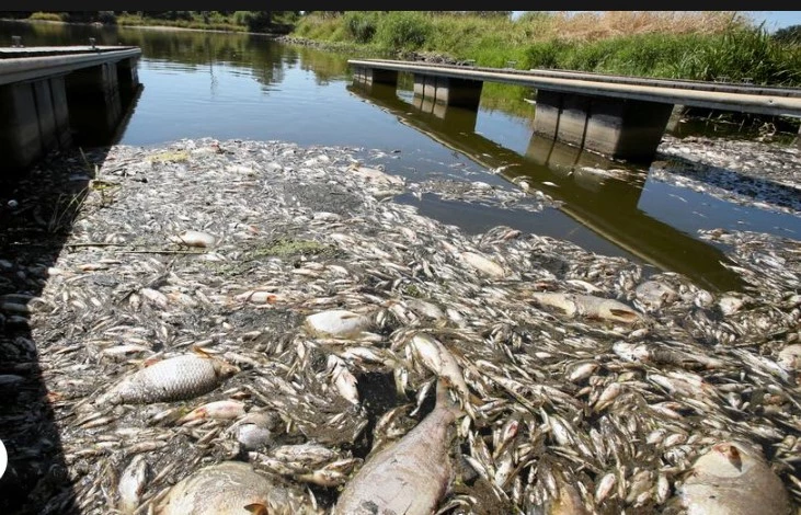 Mass fish deaths haunt river on Polish-German border