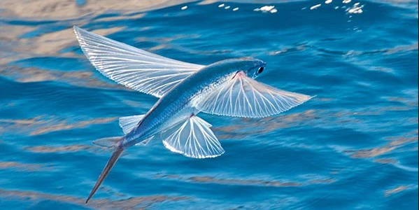 Facts about fish that can fly