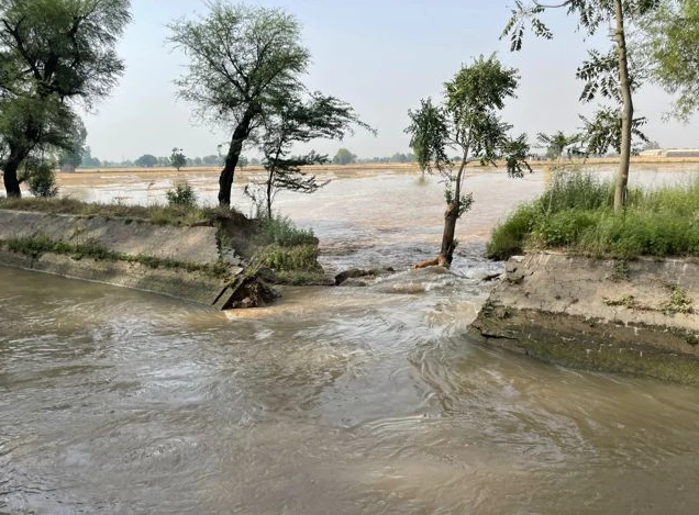 Canal breach inundates cotton, other crops in Lodhran