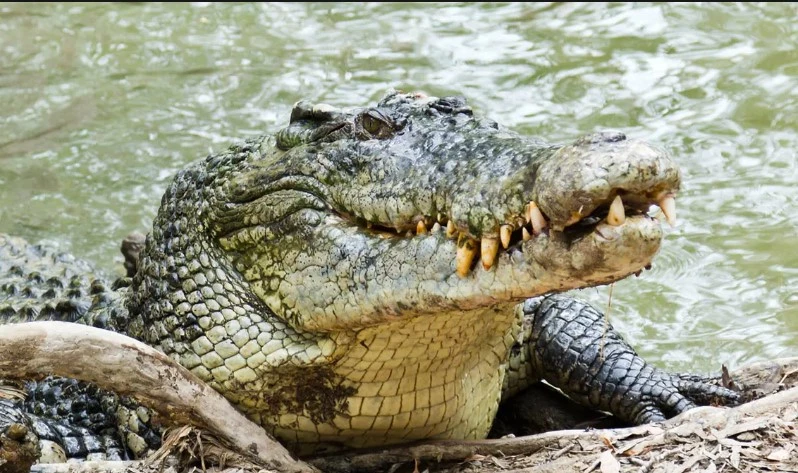 Aussie crocodiles face cull threat after swimming spot attack