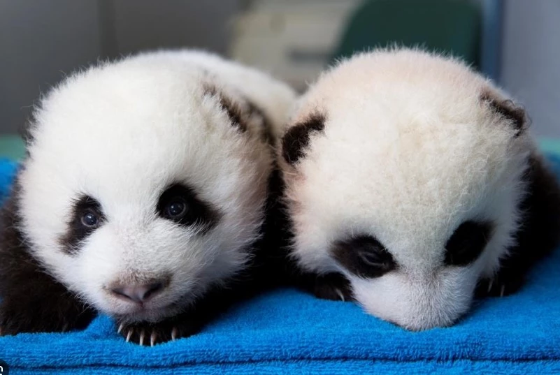 South Korea welcomes birth of first giant panda twins