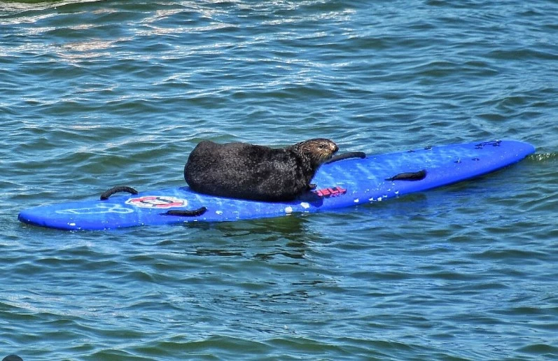 California surfers terrorized by board-stealing sea otter