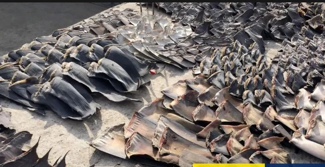 Panama seizes six tons of illegally traded shark fins