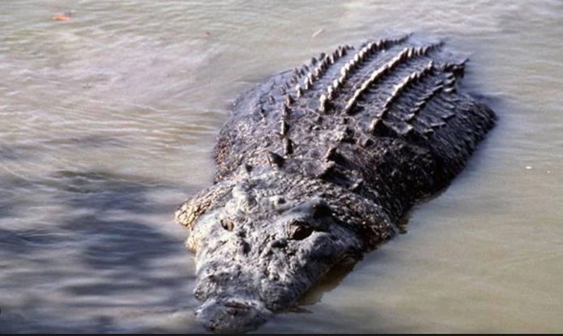 Nine-foot-long crocodile spotted in floodwater near Kasur