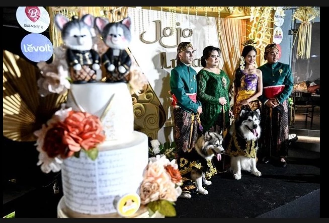 Indonesians sorry after lavish dog 'wedding' backlash