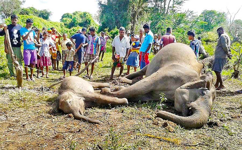 Sri Lanka in shock treatment to reduce elephant deaths