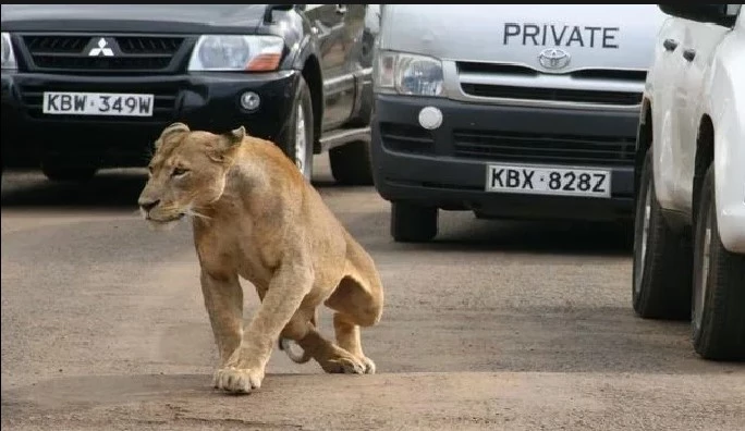 Lioness reported on the loose around Berlin