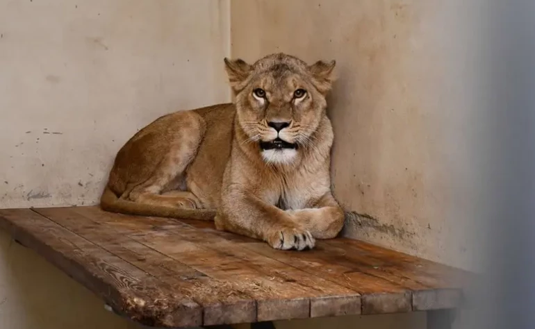 Police hunt 'lioness' on the loose around Berlin