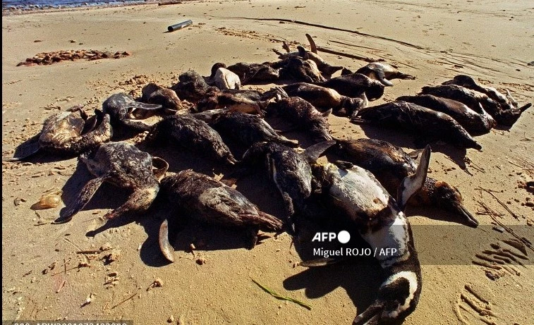 Around 2,000 penguins wash up dead on Uruguay coast