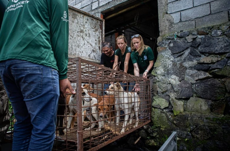 'Extreme' Indonesian market ends dog, cat meat trade