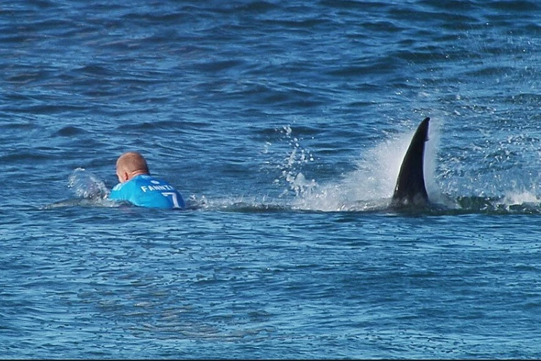 Surfer survives great white shark attack in Australia