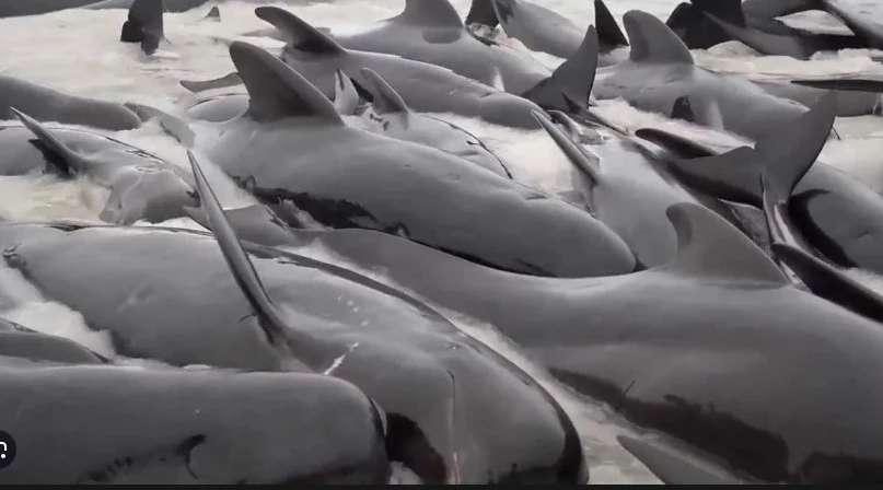 Entire pod of 97 pilot whales dies in Australia beaching