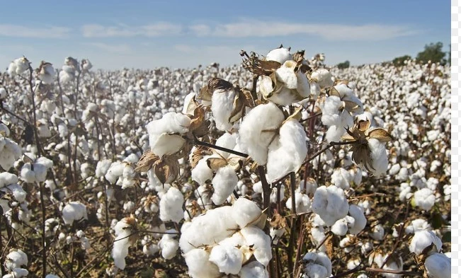 Monsoon rains take toll on country’s cotton crop