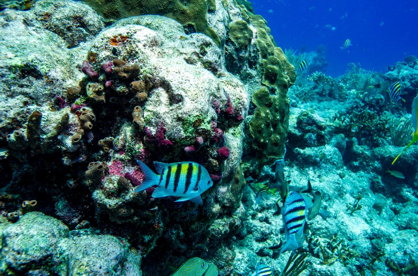 Alarm as seawater heats up off Florida Keys, imperiling reef