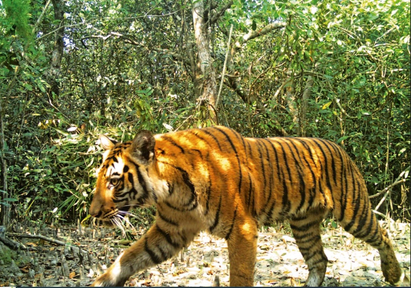 Bangladesh major hub for tiger poaching: study