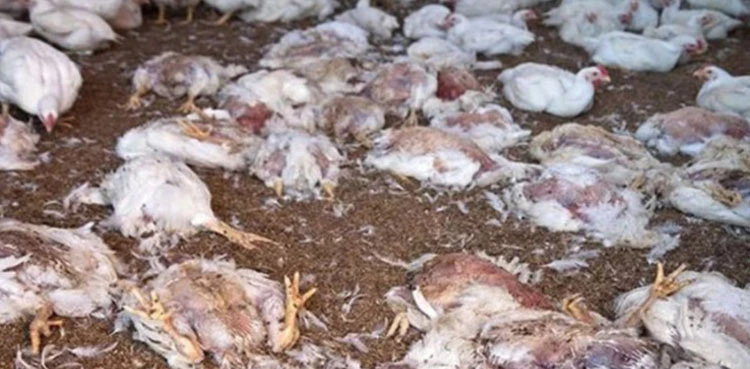 Dead chicken meat recovered from a poultry dealer in Lahore