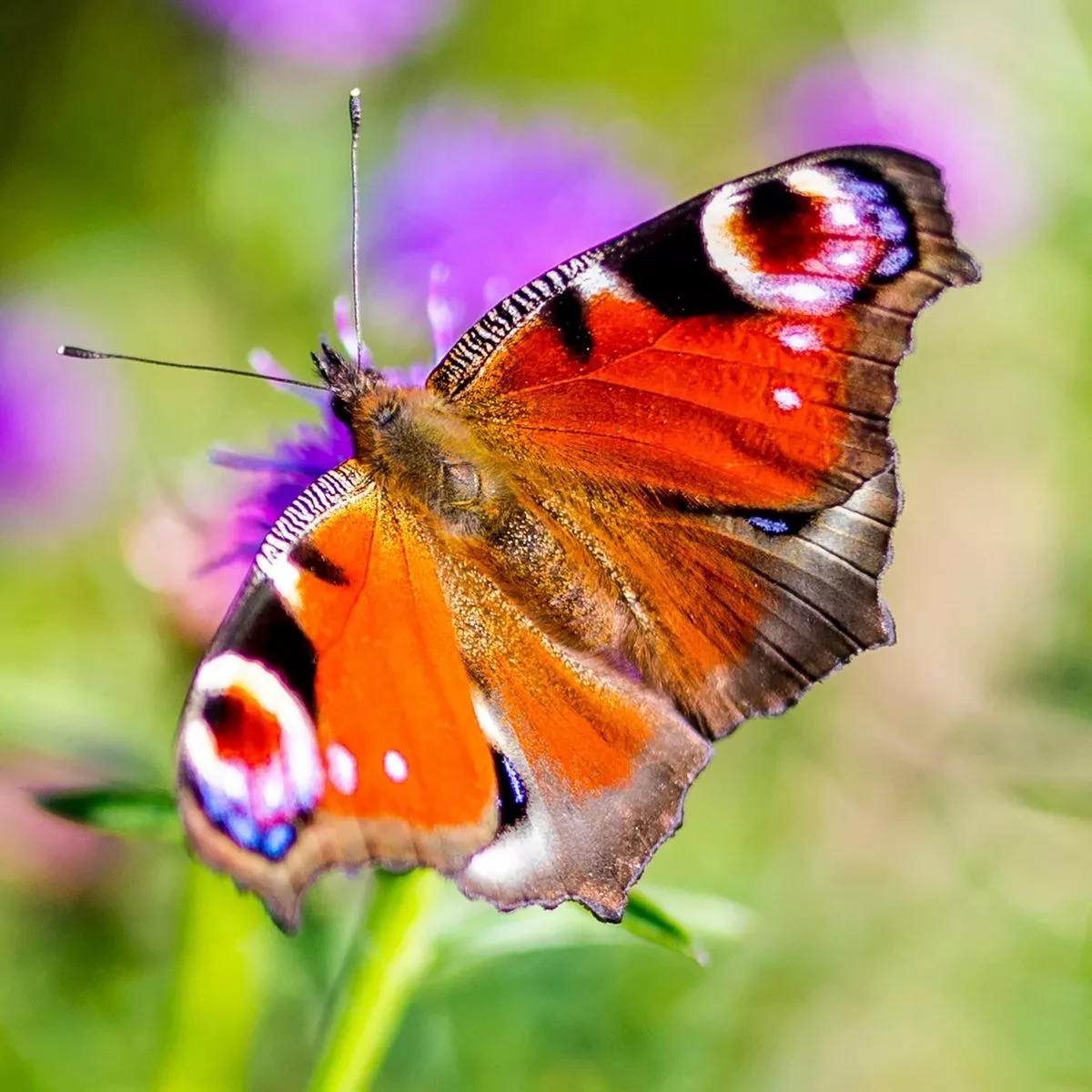 Wildlife lovers urged to join UK's annual butterfly count