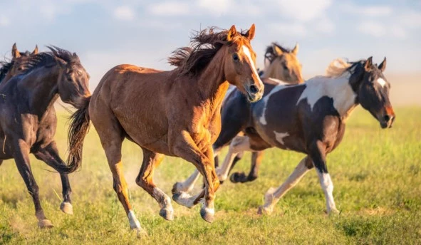 22 horses poisoned, seven dead in Kharian