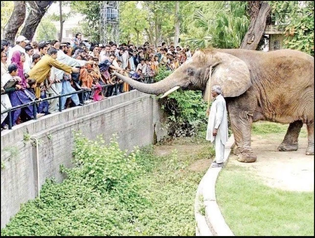 Punjab govt okays upgradation of Lahore Zoo, Safari Park