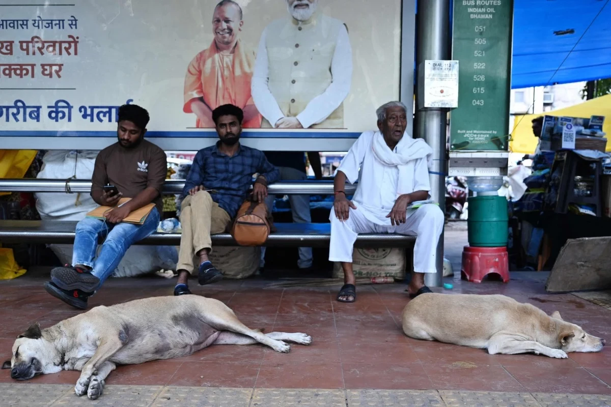 Delhi halts plan to hide street dogs for G20 summit