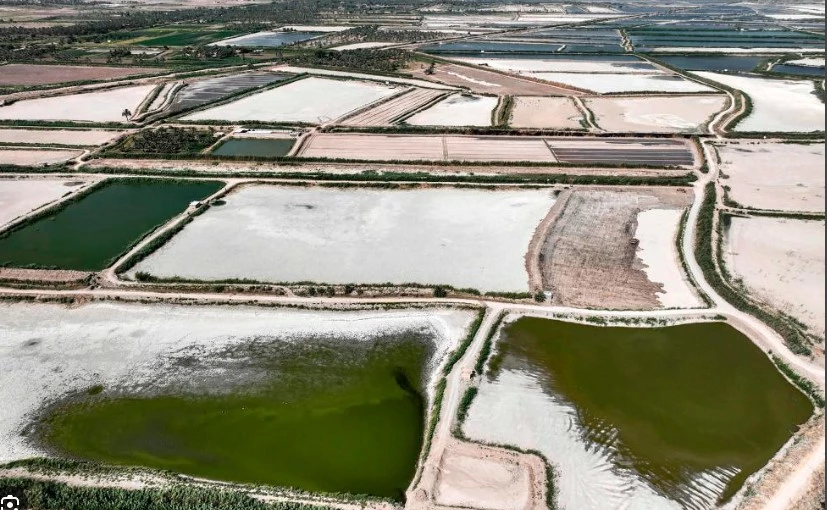 Water-stressed Iraq dries up fish farms