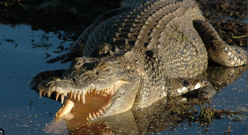 Australia's defence department charged over crocodile attack