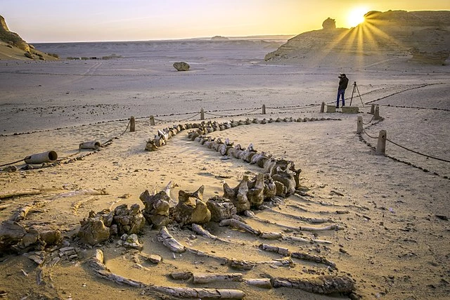 Egypt dig unearths 41mn-year-old whale in desert