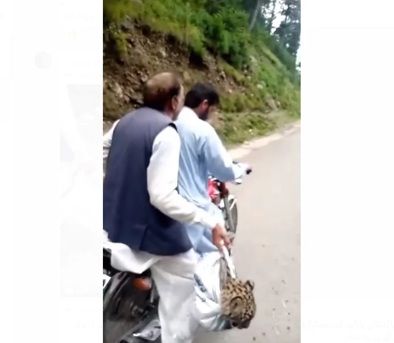 Leopard cub captured in Abbottabad