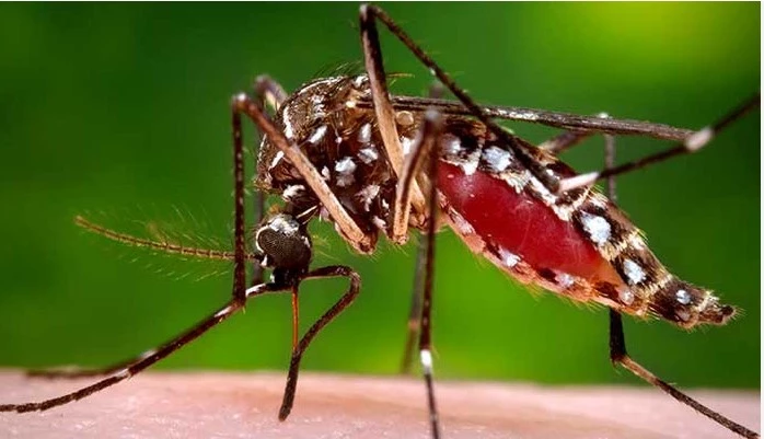 Dengue cases on rise in Islamabad  