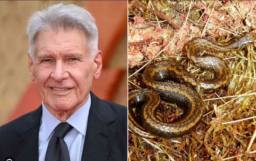 New species of snake found in Peru named after Harrison Ford