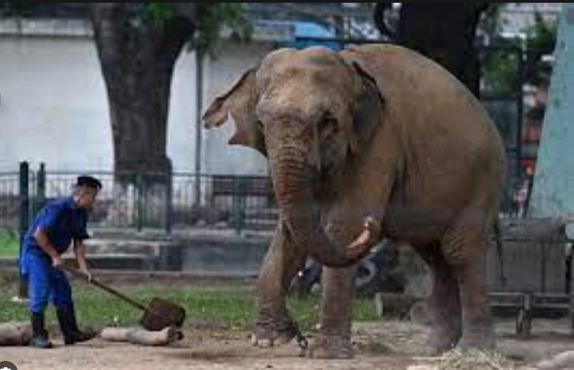 Push to free chained elephants at Hanoi zoo