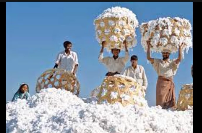 Cotton price hiked to Rs18,600 per 40kg