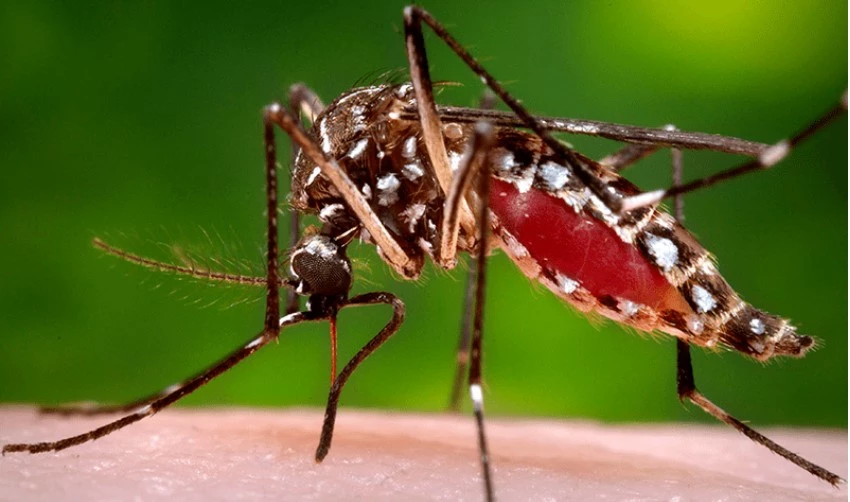 Dengue cases on rise in Lahore with 22 new cases reported in last 24 hours