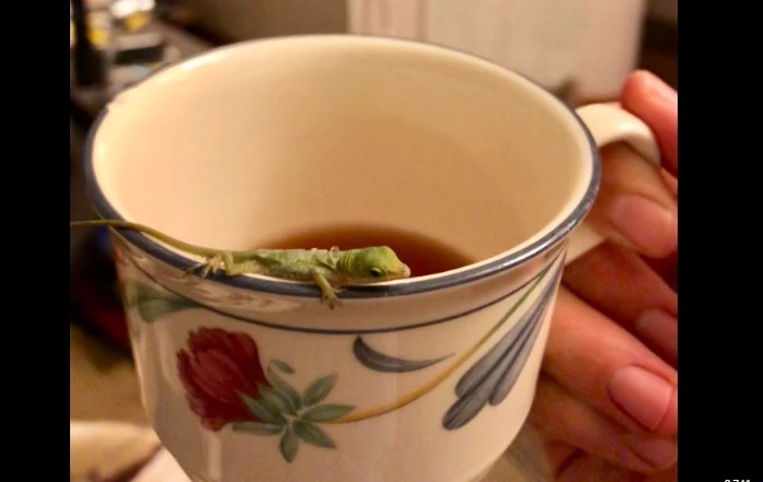 9 kids hospitalized in Narowal after lizard found in tea