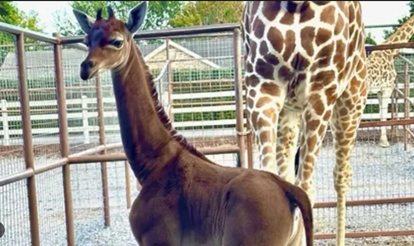 Rare spotless giraffe born in US zoo