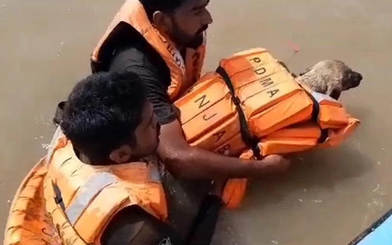 Rescuers save dog from drowning in deluge