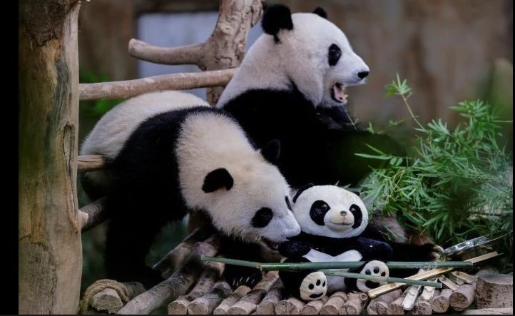 Tears as Malaysia-born panda cubs head to China