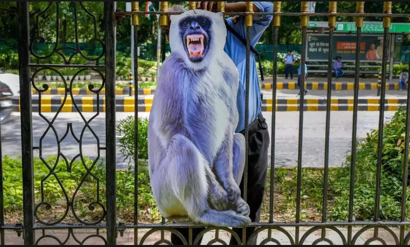 India deploys 'monkey-men' to scare away primates from G20 summit