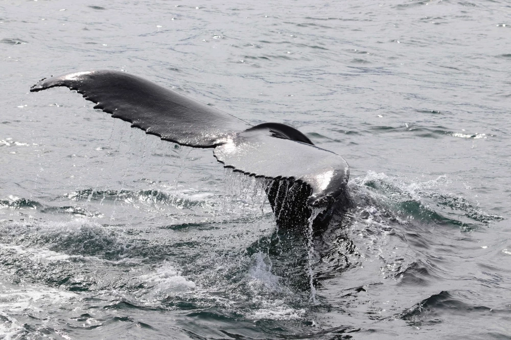 Iceland to resume whaling under stricter conditions