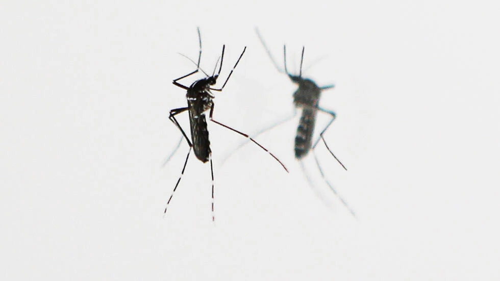 Paris fumigates for tiger mosquitoes as pest spreads in Europe