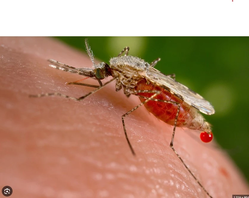 Controlling malaria becomes challenge for health officials in Khairpur