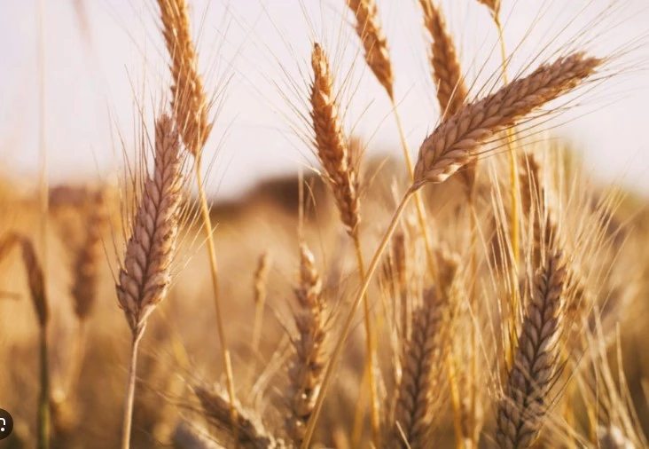 Russia tops world grain exporters