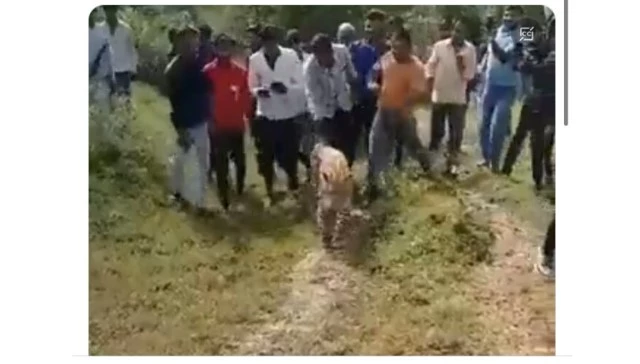 Leopard seen behaving like a drunken cat is sick